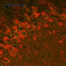Alomone Labs AGA-002 image 2