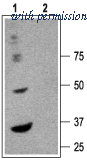 Alomone Labs AGA-004 image 1