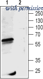 Alomone Labs AGA-006 image 1