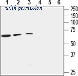Alomone Labs AGA-013 image 1