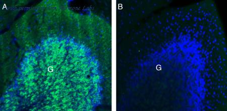 Alomone Labs AGA-013 image 2
