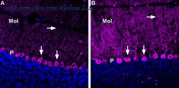 Alomone Labs AGA-015 image 2