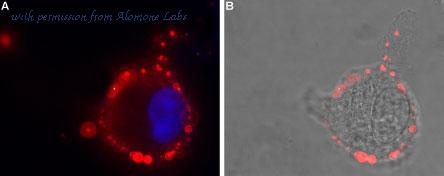 Alomone Labs AGA-015 image 3