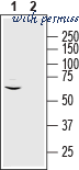Alomone Labs AGA-015-FR image 2