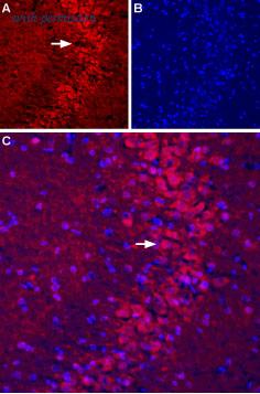 Alomone Labs AGC-007-AR image 1