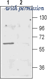 Alomone Labs AGC-023 image 1