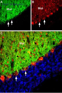 Alomone Labs AGC-023 image 2