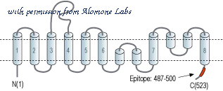 Alomone Labs AGC-023 image 3