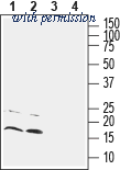 Alomone Labs AGC-047 image 1