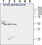 Alomone Labs AGR-001 image 1