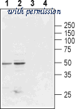 Alomone Labs AGR-014 image 1