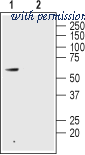 Alomone Labs AGR-022 image 1