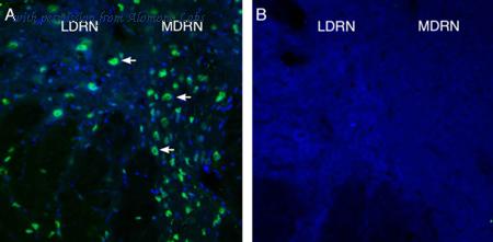 Alomone Labs AGR-041 image 2