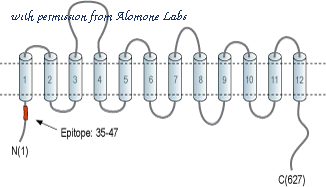 Alomone Labs AGT-003 image 2