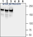 Alomone Labs AIP-025 image 1
