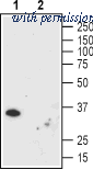 Alomone Labs ALM-025 image 1
