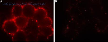 Alomone Labs ALM-025 image 3