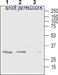Alomone Labs ALM-025-B image 1
