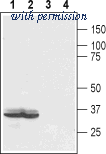 Alomone Labs ALR-032 image 1