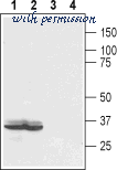 Alomone Labs ALR-032 image 2
