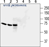 Alomone Labs ALR-032 image 3