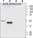 Alomone Labs ALR-033 image 1
