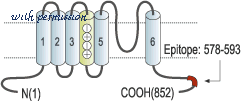 Alomone Labs ALR-033 image 3