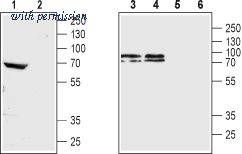 Alomone Labs AMR-004 image 1