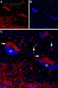 Alomone Labs AMR-004 image 2