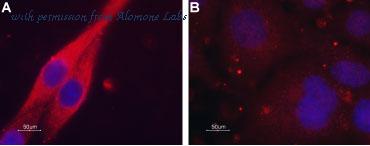 Alomone Labs AMR-004 image 3