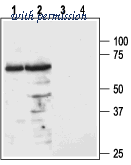 Alomone Labs AMR-023 image 1