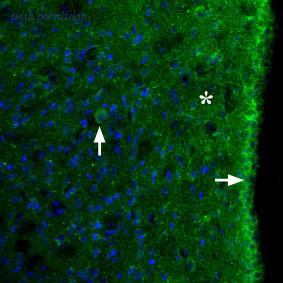 Alomone Labs AMR-023 image 2