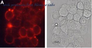 Alomone Labs AMT-003 image 3