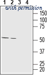 Alomone Labs AMT-011 image 1