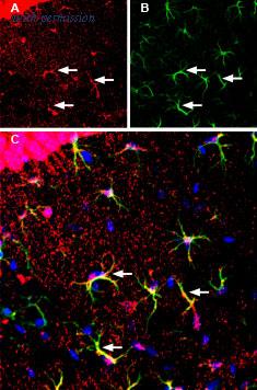Alomone Labs AMT-011 image 2