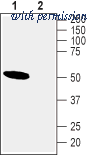 Alomone Labs ANC-010 image 1
