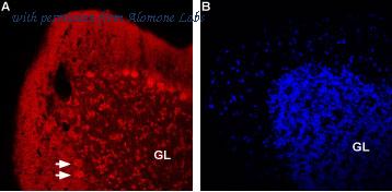 Alomone Labs ANC-012-AR image 1