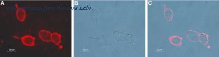 Alomone Labs ANC-012-AR image 2