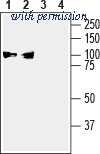 Alomone Labs ANP-003 image 1