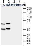 Alomone Labs ANR-015 image 1