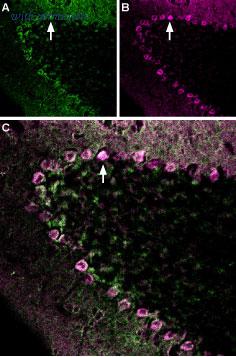 Alomone Labs ANR-031-AG image 1