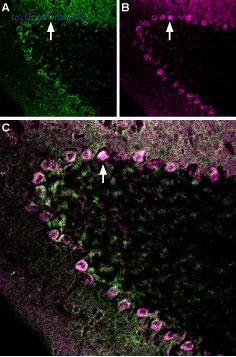 Alomone Labs ANR-031-AG image 2