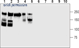 Alomone Labs ANR-041 image 1
