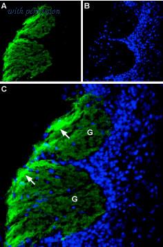 Alomone Labs ANR-041 image 2
