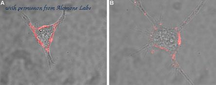 Alomone Labs ANR-041 ͼ 3