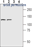 Alomone Labs ANR-062 image 1