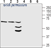Alomone Labs ANR-111 image 1