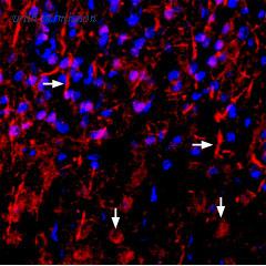 Alomone Labs ANR-111 image 2
