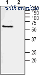 Alomone Labs ANR-113 image 1