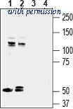 Alomone Labs ANR-151 image 1